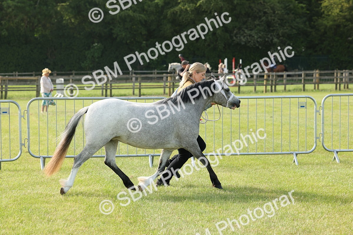 SBM_00628 - Class 6-13 - Mountatin and Moorland In Hand Welsh Breeds