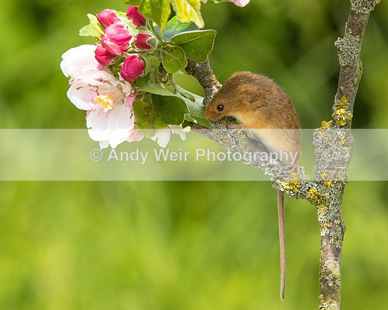 20150515-8E0A9969 - Harvest Mouse