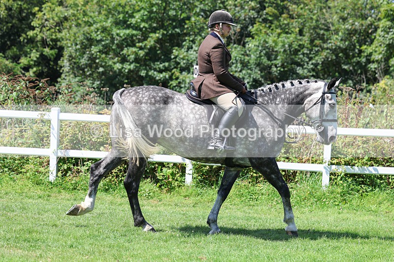 3E7A8929 - Class 6: Open Working Horse