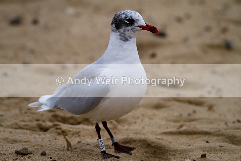 20101128-3706 - Mediterranean Gull