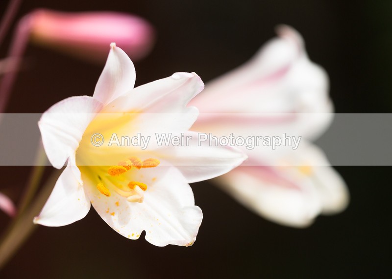 20160706-3K8A5782 - Plants & Flowers