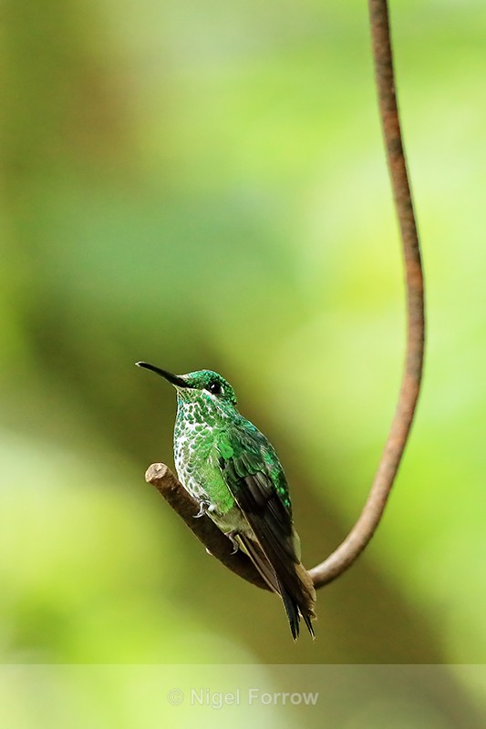 Female Green-crowned Brilliant perched, Costa Rica - Green-crowned Brilliant