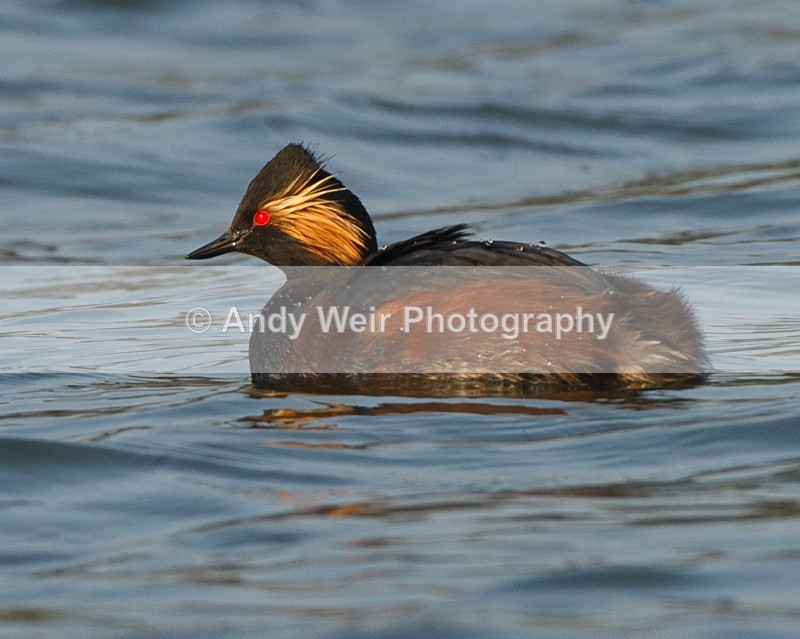 20110328-IMG_2954 - Black-necked Grebe