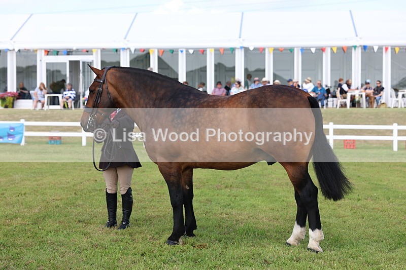 3E7A0018 - Class 5: Rising Star Lightweight/Heavyweight Cobs