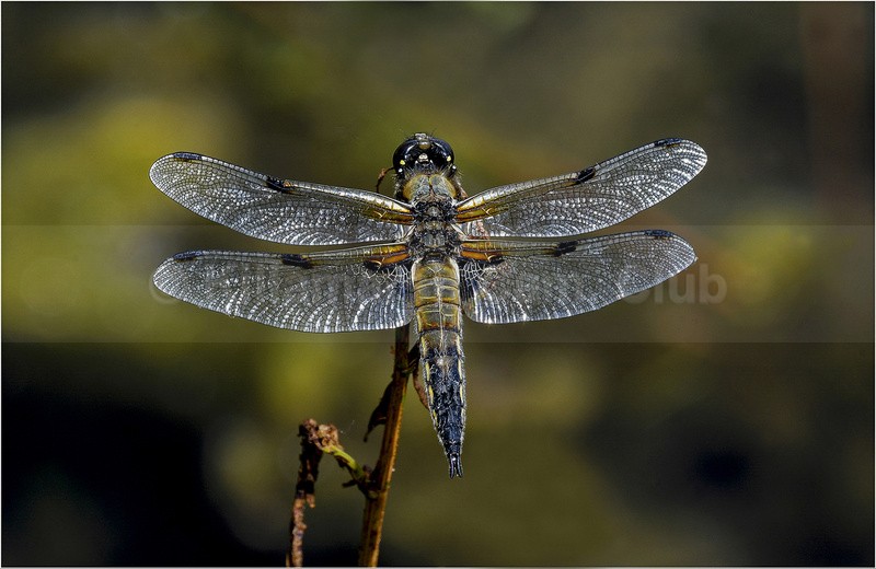 4 spotted chaser - John Kaperys