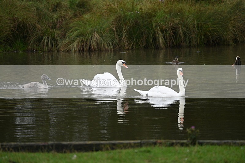 WJ7_9704 - Time at Water 12:24 to 13:32