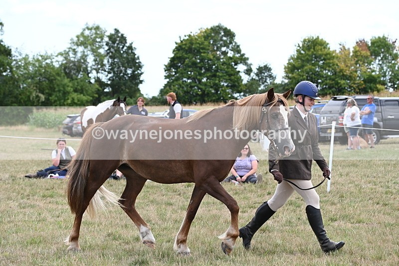 WJ6_6161 - Class 19 In-hand Veterans (Uploaded correct folder)