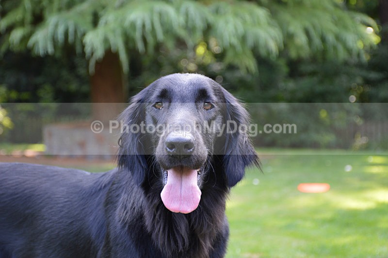  - Flatcoated Retrievers