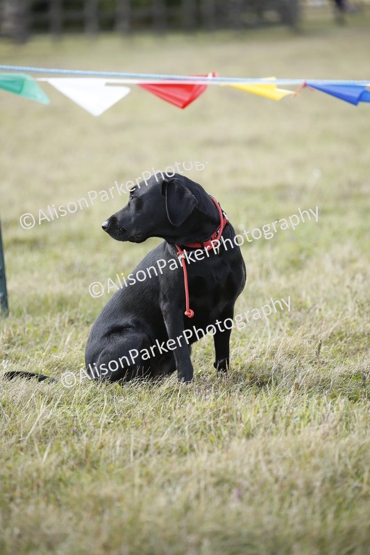 20250831-3912 - Dog Show