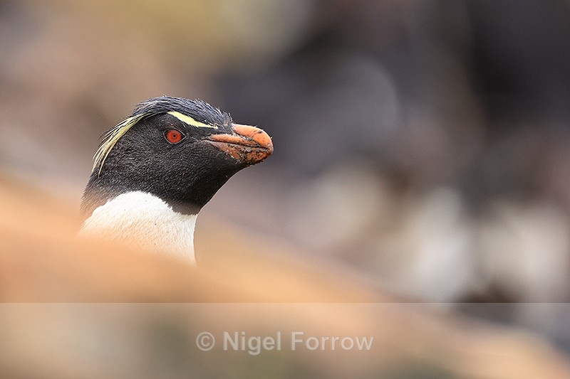 Rockhopper Penguin head, Saunders Island, Falklands - Rockhopper Penguin