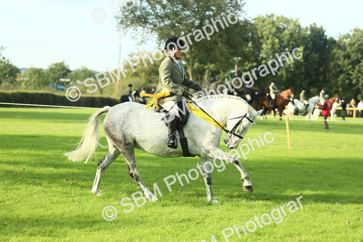 SBM_52273 - Working Hunter Supreme Championship
