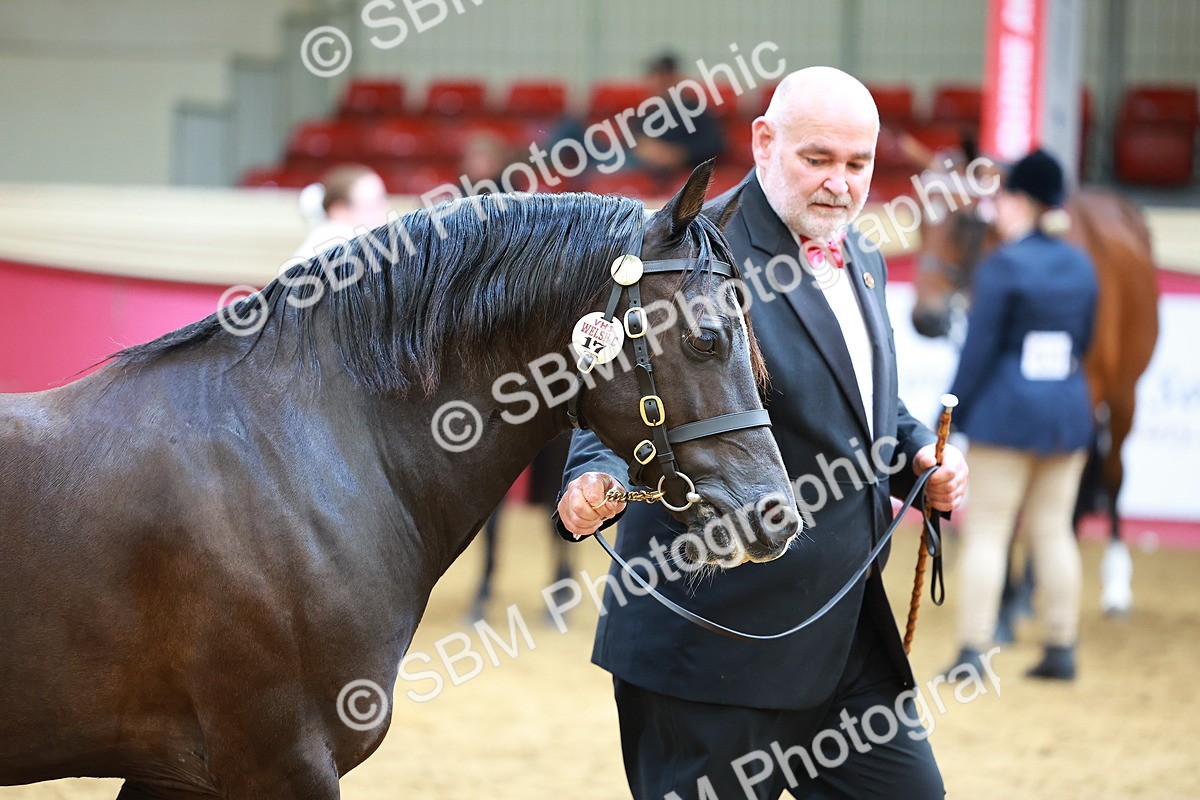 SBM_18707 - Class 903 - Sup Final - IH Pre Vet