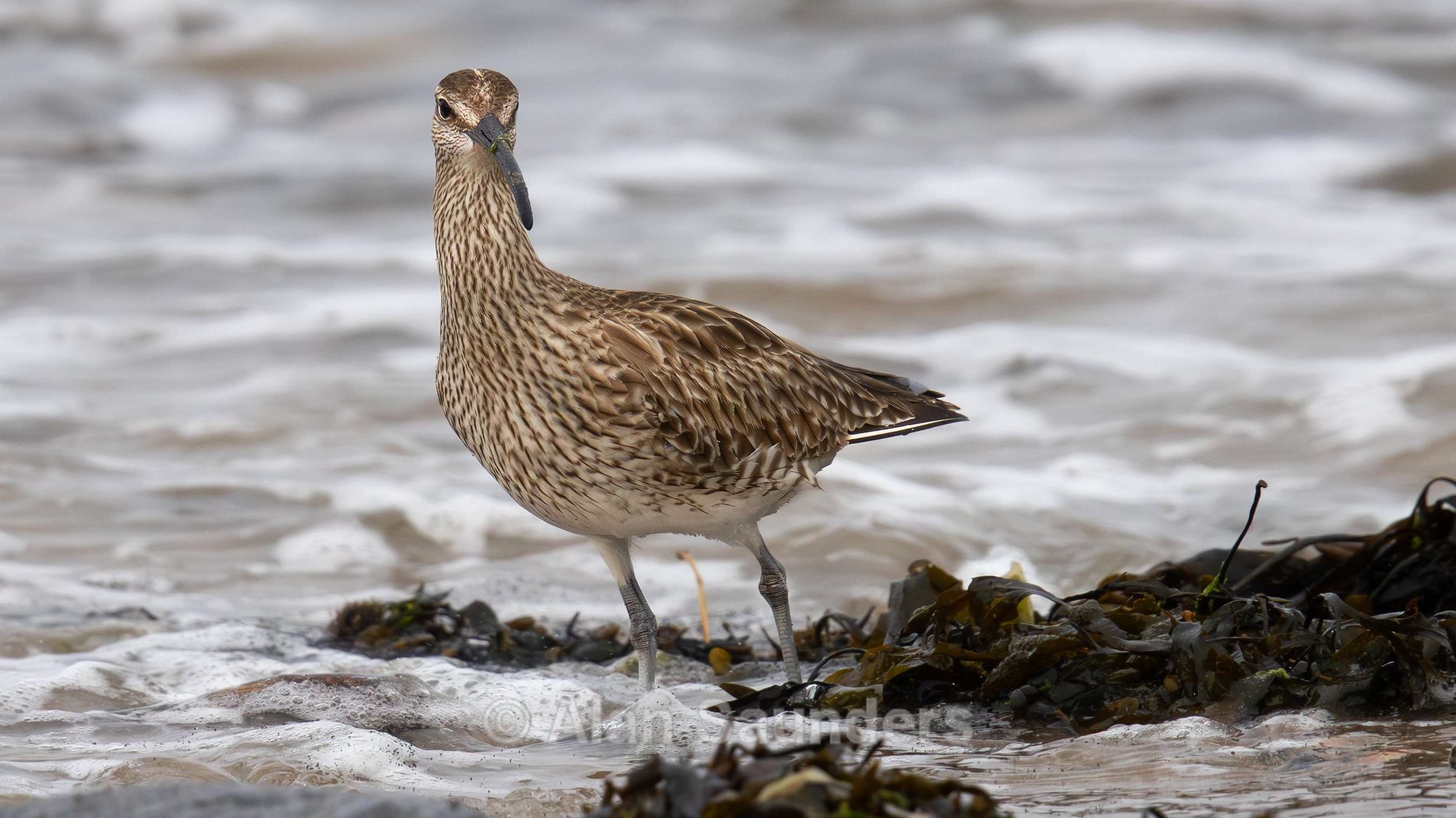 Eurasian Whimbrel 5
