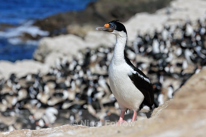 Imperial Shag & colony, Carcass Island, Falklands - Imperial Shag