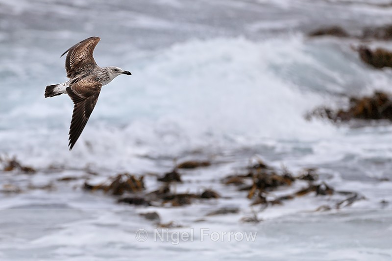 Kelp Gull (juvenile), Cape Peninsula, South Africa - Kelp Gull
