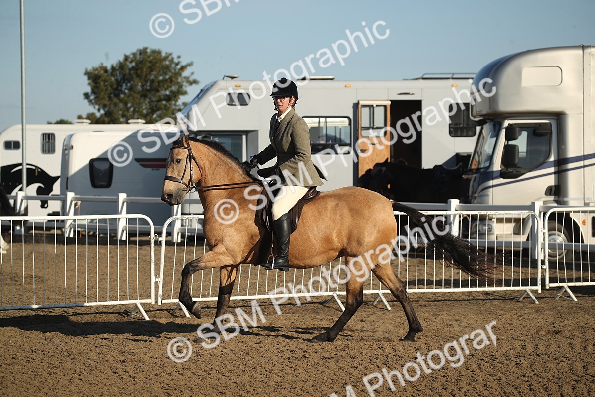 SBM_11545 - Class 502 - Riding Club Horse