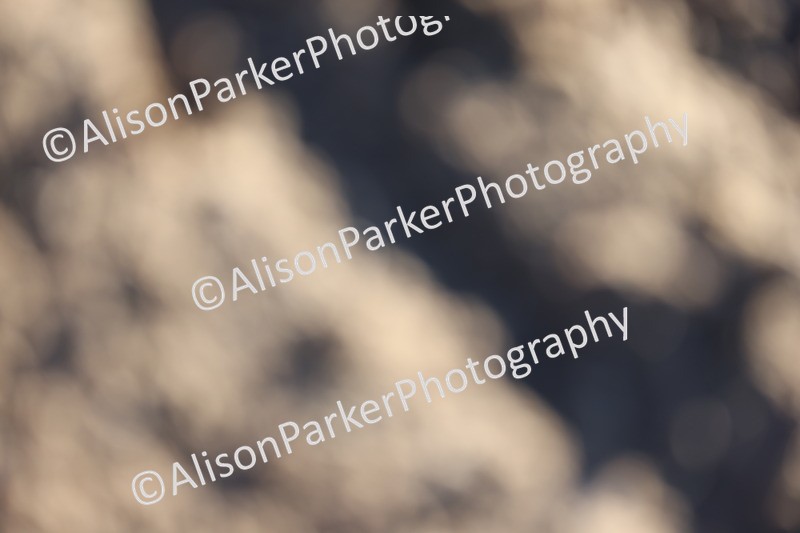 20251130-0388 - Class 2 - 70cm