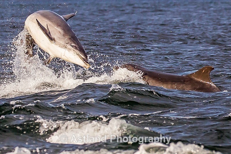 Astland Photography, Bird and Wildlife Images, Susan and Peter Wilson, U.K.
