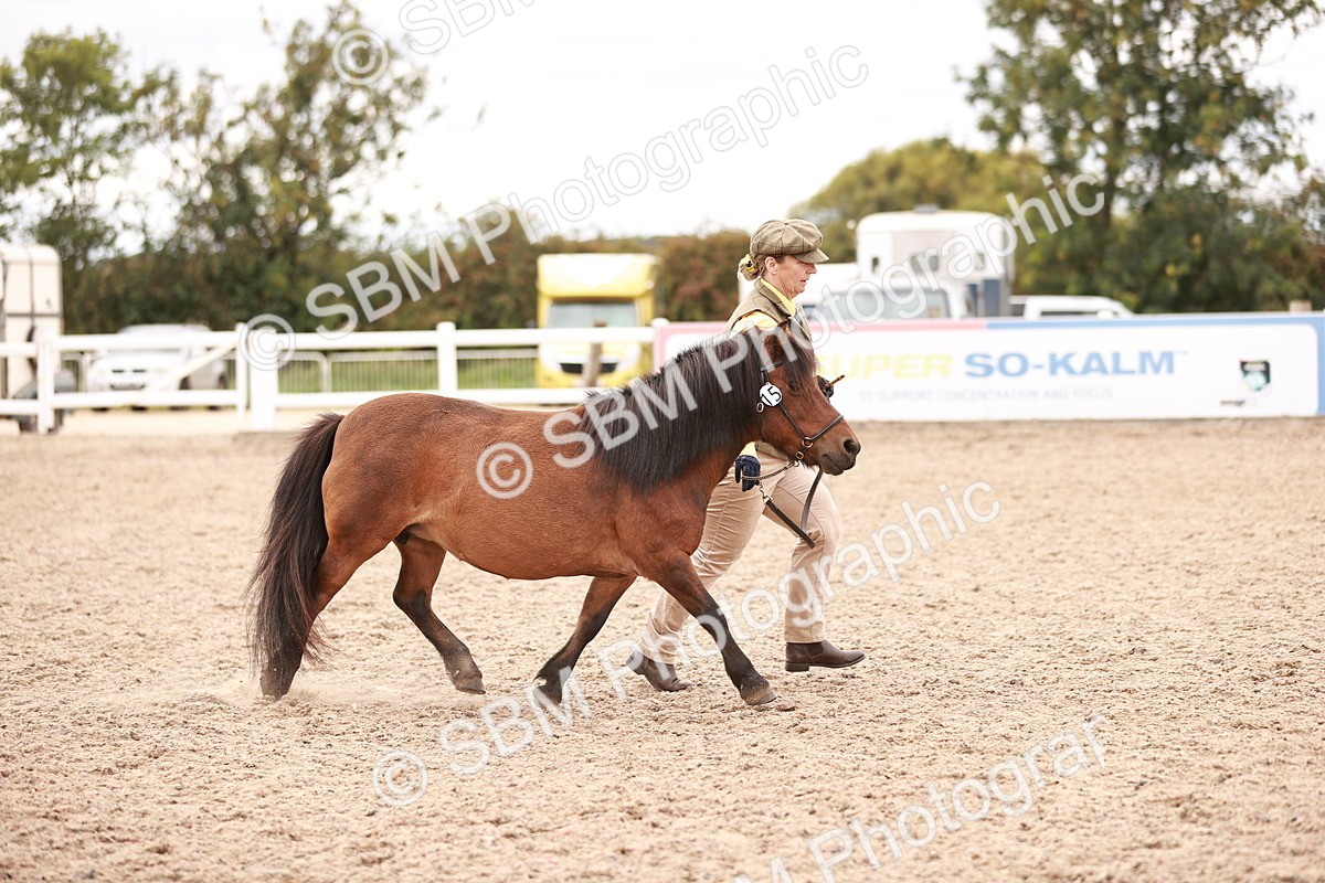 SBM_16904 - Class 415 - Horse-Pony Judge would most like to take home