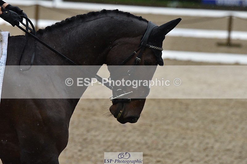 231018-154142-00848 - 012-ROMANY.CRICKET-Nana.Dalton-DR