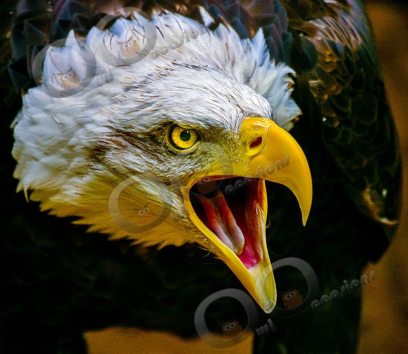 Bald eagle Haliaeetus leucocephalus--4 - BoP from around the world