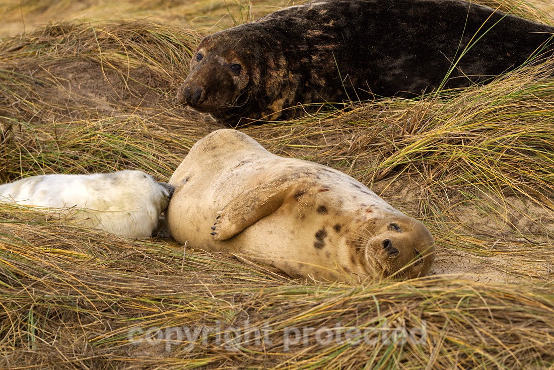 Grey Seal Family - Norfolk