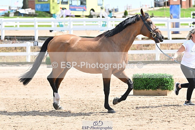 240717A-152015-02765 - Trot Up 3pm to 4pm