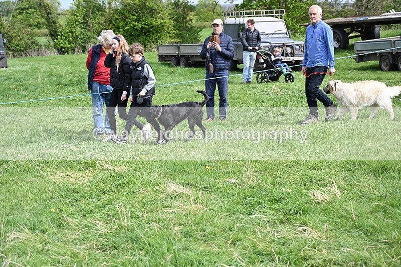 WJ6_8870 - Class 8 Best Working / Gun Dog or Bitch