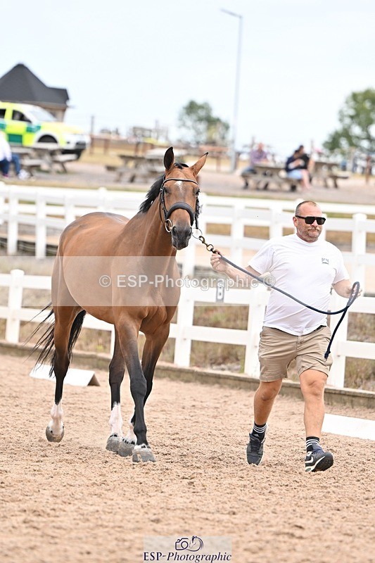 250716-155449-02274 - Trot Up 3.30 to 4.30