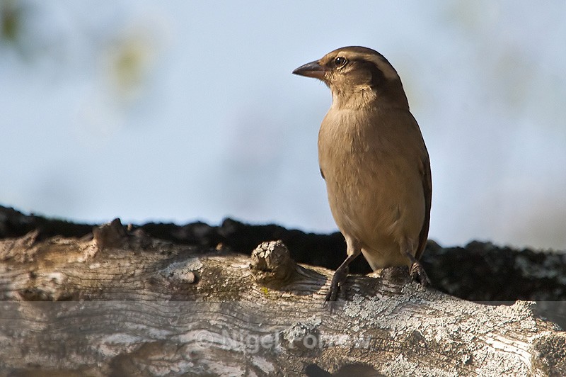 Yellow-throated Petronia (juvenile) in a tree - Yellow-throated Petronia