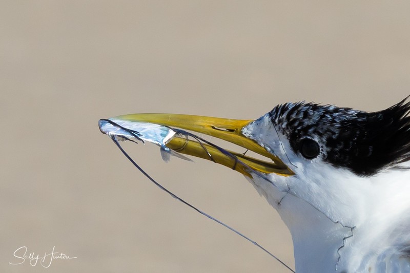 Pennant Fish 3