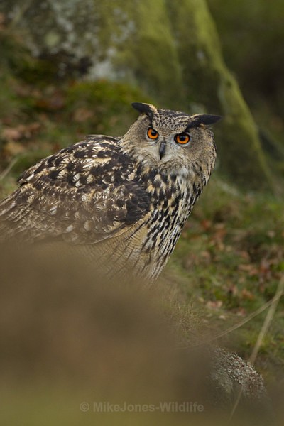  - EURASIAN EAGLE OWLS