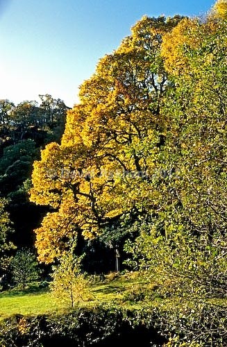 Autumn trees - Autumn