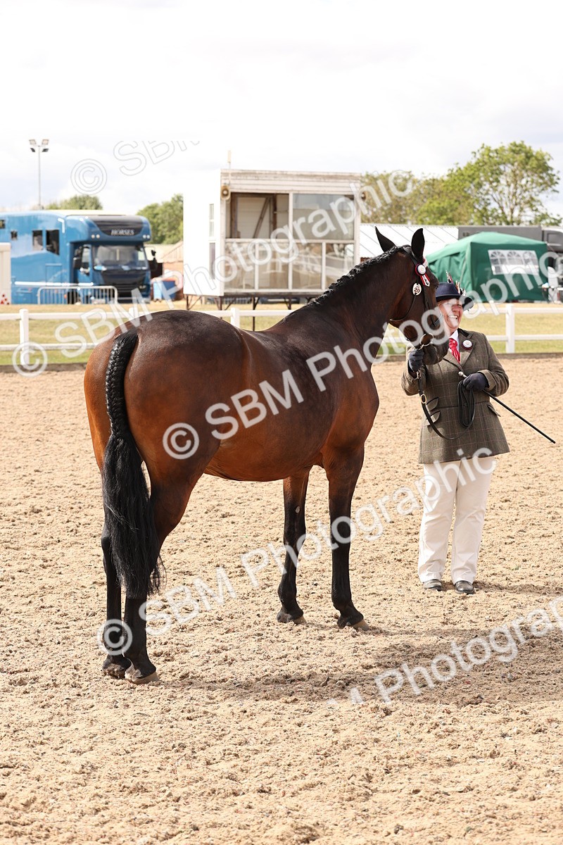 SBM_14712 - Class 208 - IH Veteran Horse