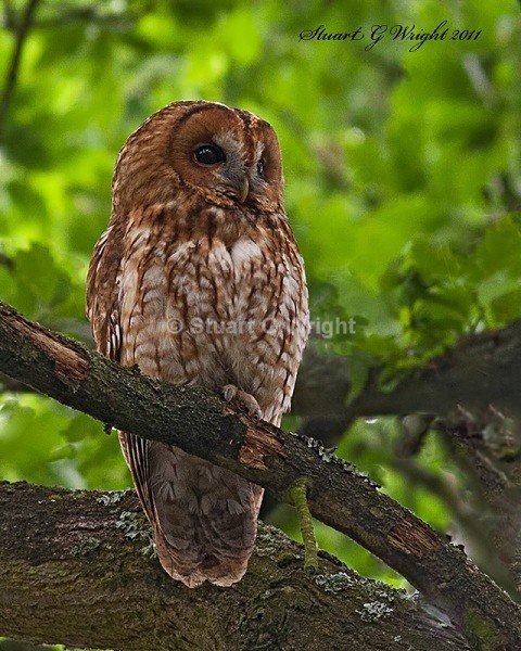 32 - Wild Birds of Prey Inc. Owls