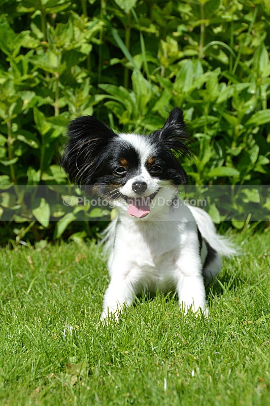  - Papillon