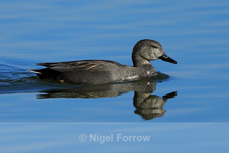 Gadwall (male) swimming on still water at Farmoor - Gadwall