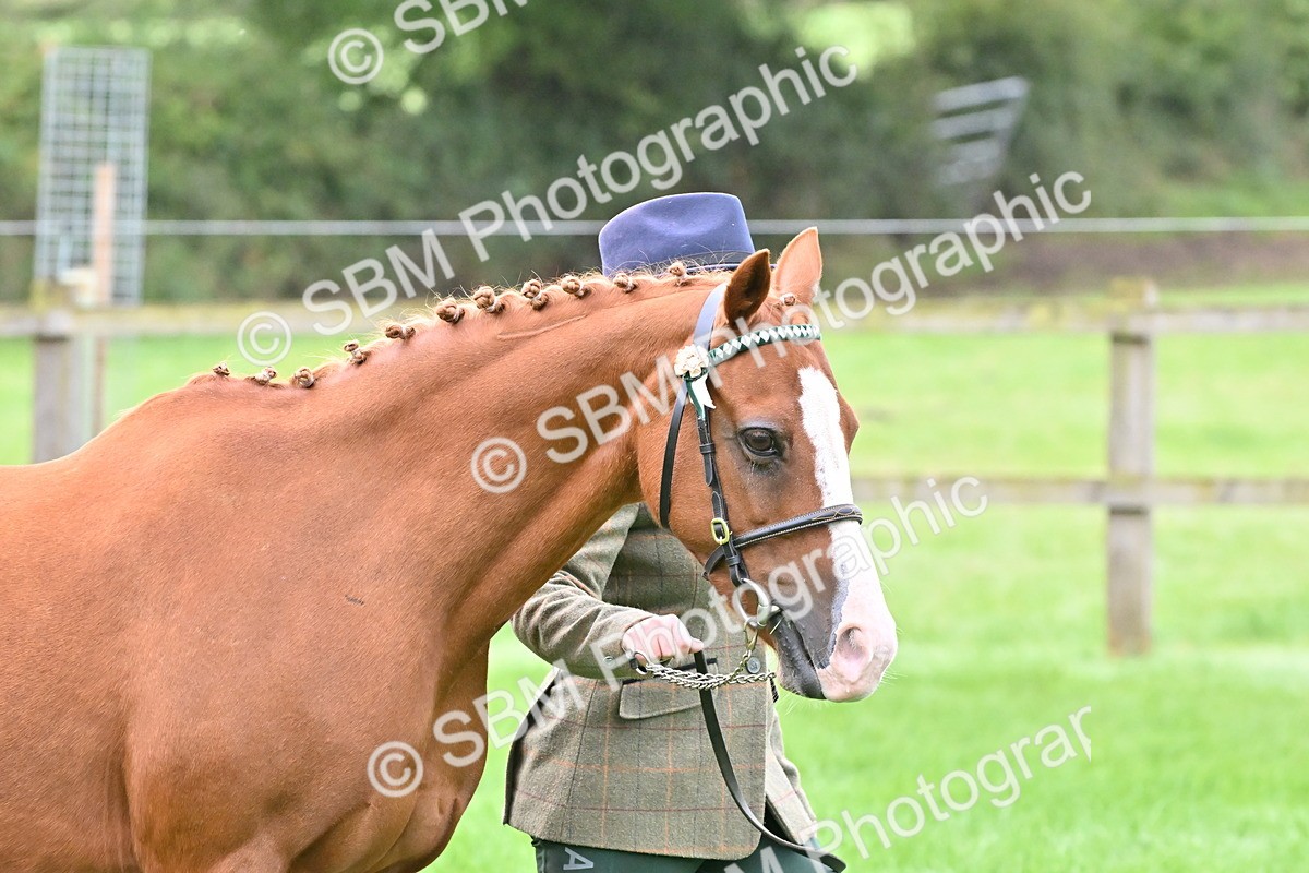 SBM_57542 - S46 - Part Bred Arab & Native Pony In Hand