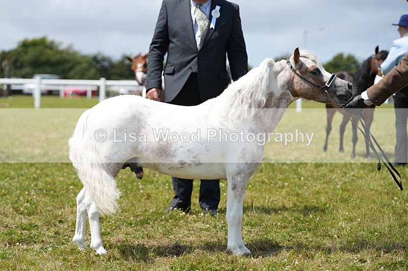 DSC06611 - Class 57: Miniature Horse 4yrs & over