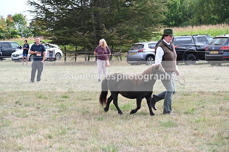 WJ6_6999 - Class 21 Shetland & Mini Horses