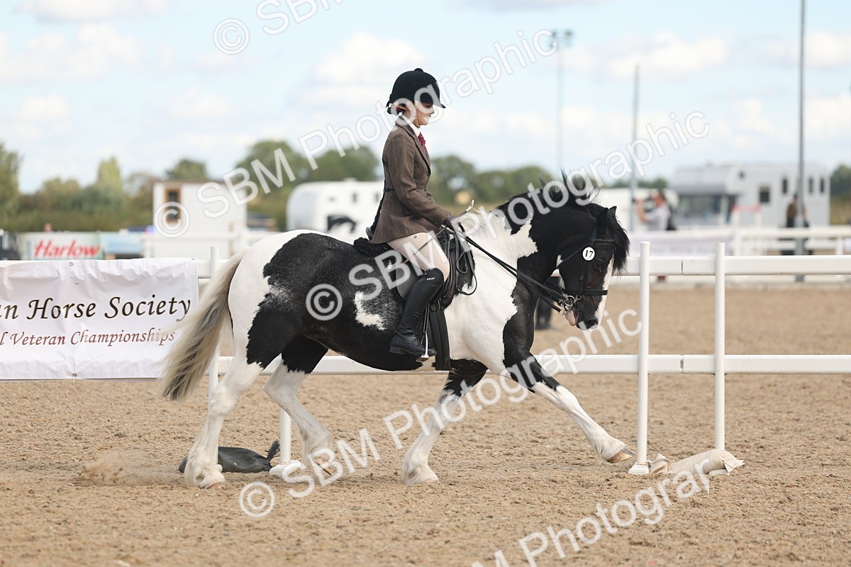 SBM_14637 - Class 307 - Ridden Coloured Pony
