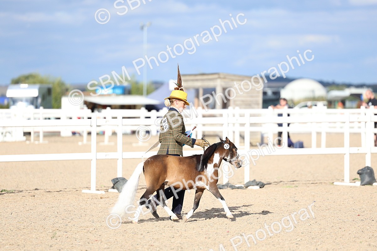 SBM_18801 - Class 317 - IH Pure Bred Horse-Pony