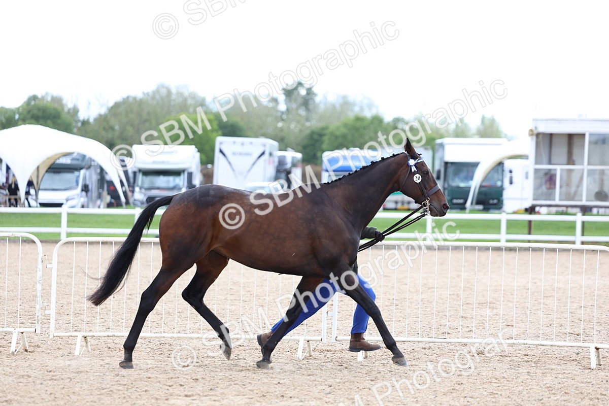 SBM_15271 - Class 313 - IH Retired Racehorse