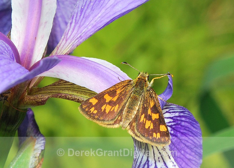 Arctic Skipper - Butterflies & Moths of Atlantic Canada