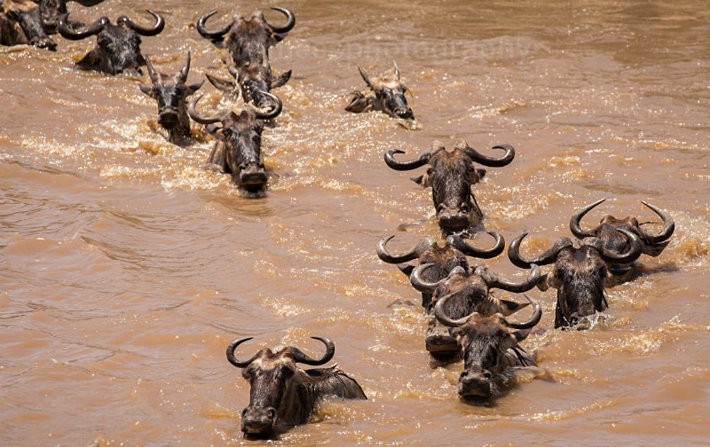  - African Safaris
