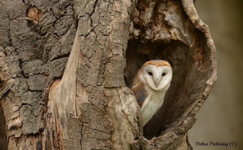 Barn owl - Owls