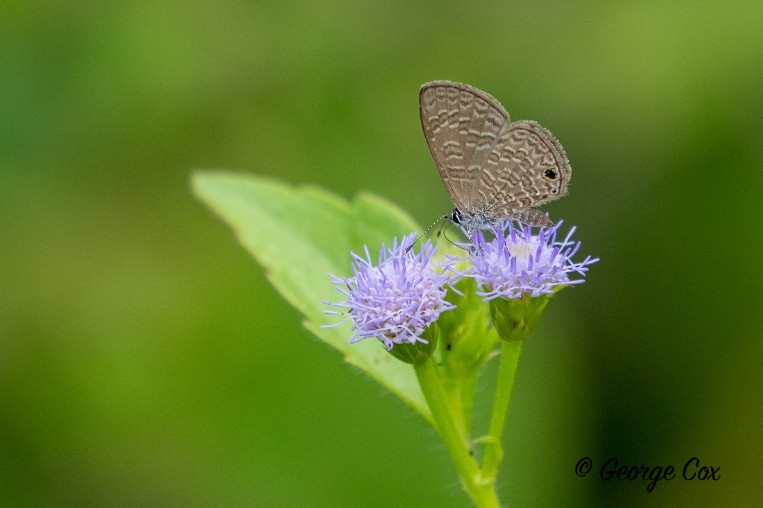Common Line Blue - Sri Lanka
