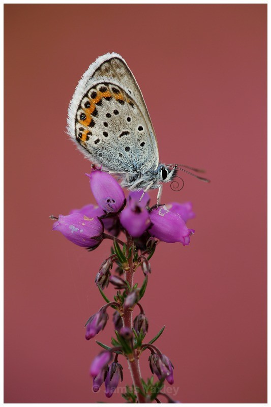 Silver Studded Blue on Bell Heather - Butterflies, Dragonflies and Demoiselles
