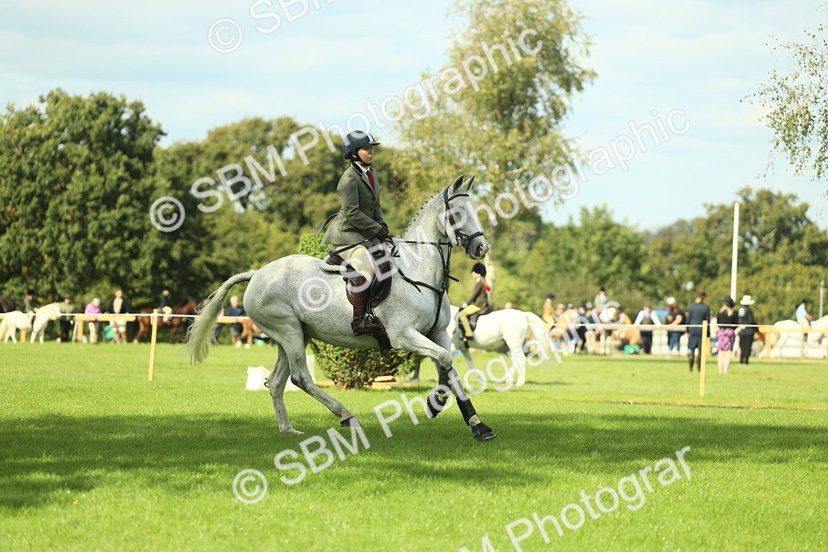 SBM_47907 - S32 - Novice & Newcomers Working Hunter