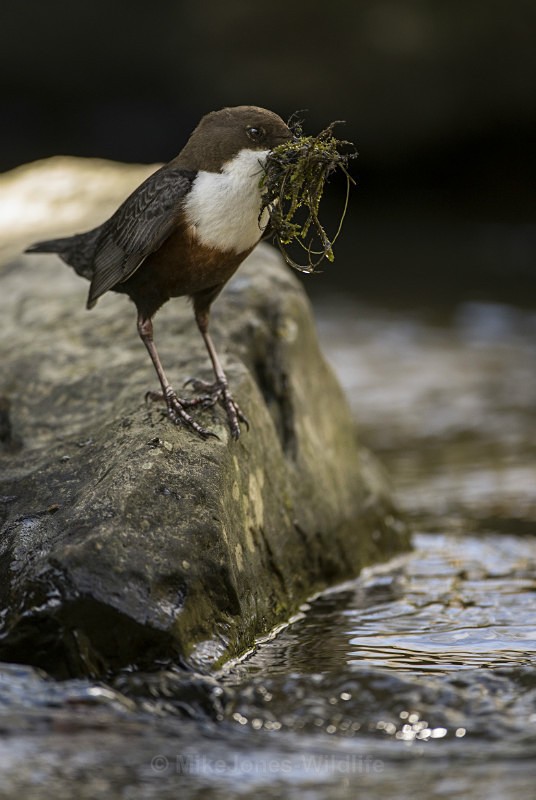 Dippers, North Wales - New Dippers